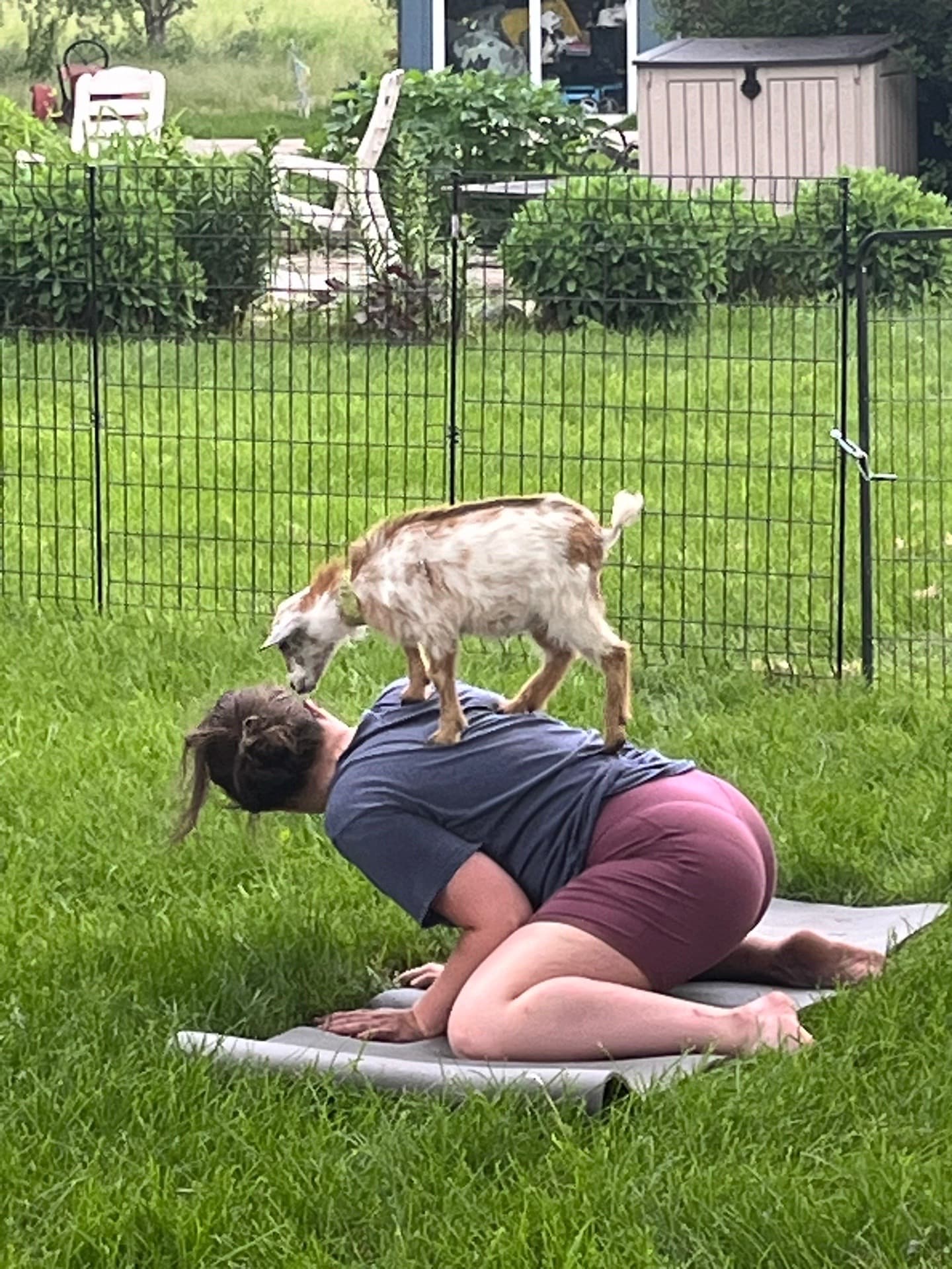 A woman practices yoga outdoors with a goat playfully standing on her back.