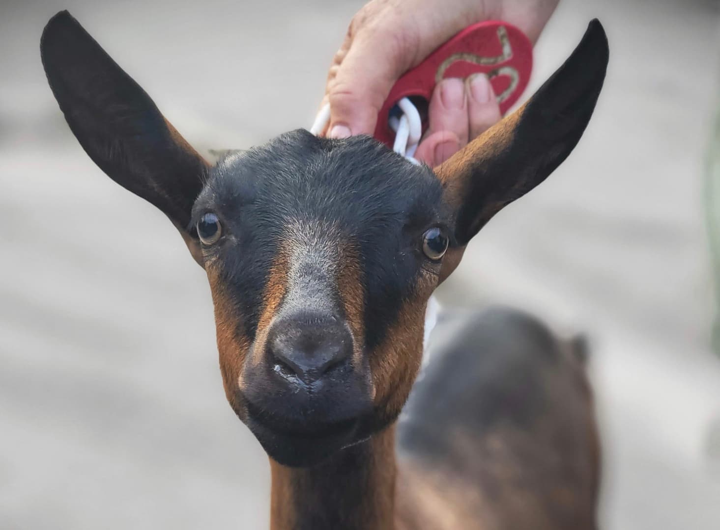A close-up of a goat being held by a person.