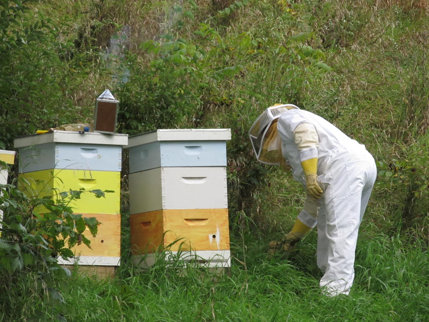 A beekeeper in protective gear inspects beehives surrounded by tall grass.